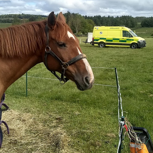 Dressage and Point to Point riding